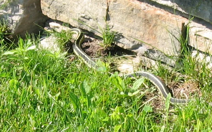 Couleuvre rayée